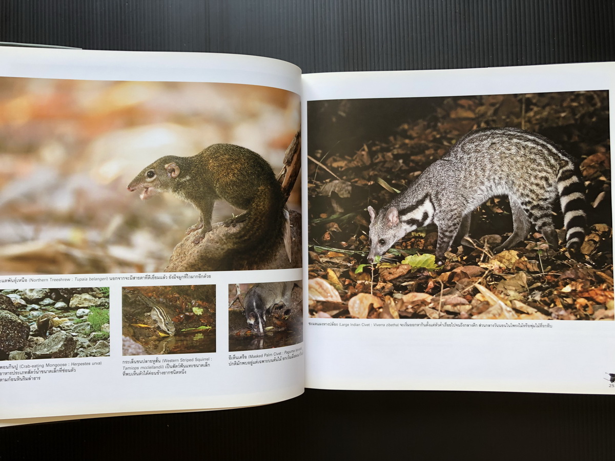 นกและสัตว์ป่าเมืองไทย สายใยแห่งธรรมชาติ