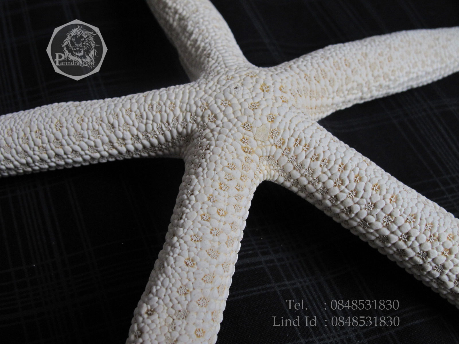 ปลาดาวขนาดใหญ่ ขนาด 7 นิ้ว สวยคัดพิเศษ