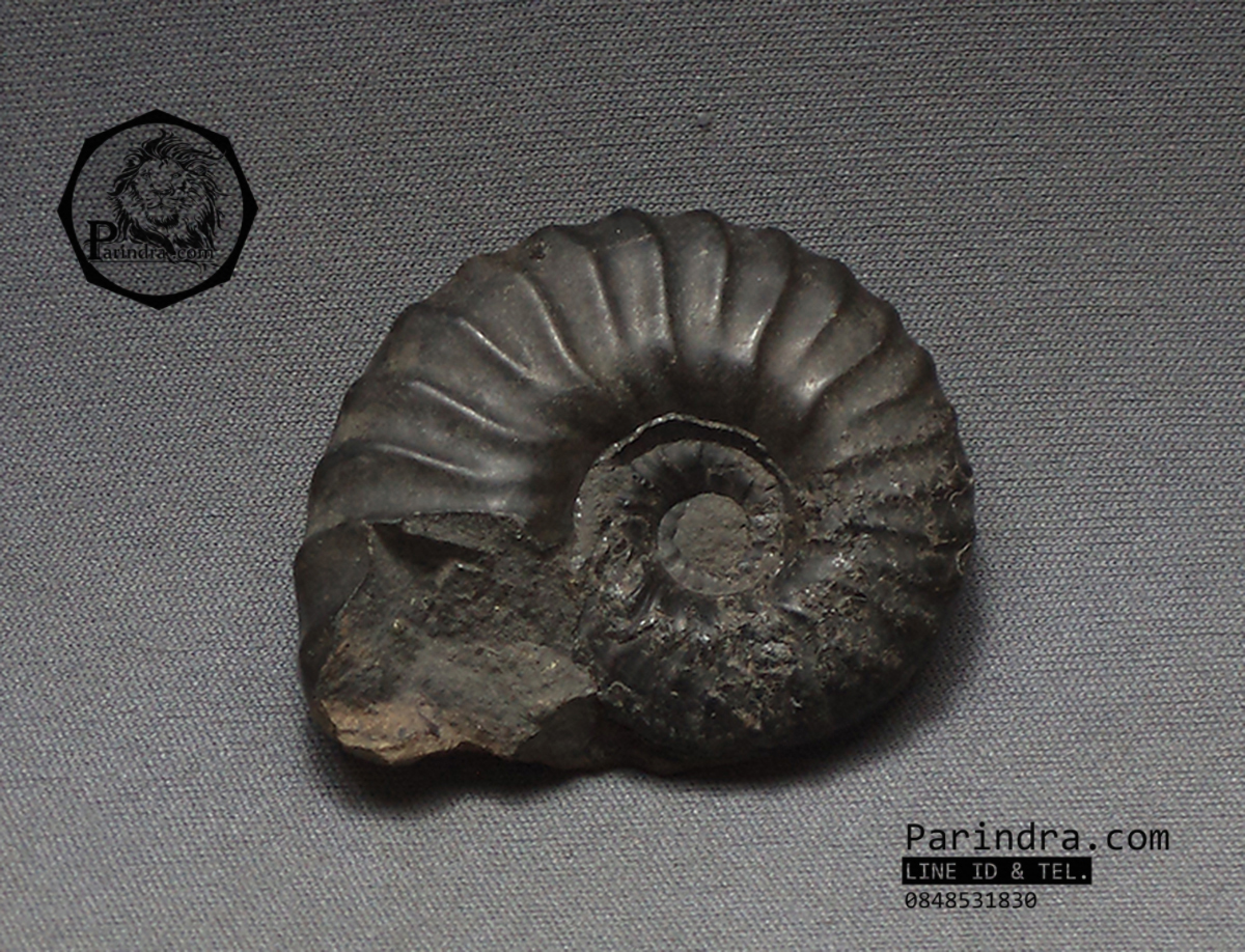 ฟอสซิลหอย Ammonite Dufrenoya furcata , Poss/Neg Matrix, ขุดพบในถ้ำ ประเทศโคลัมเบีย #AM024