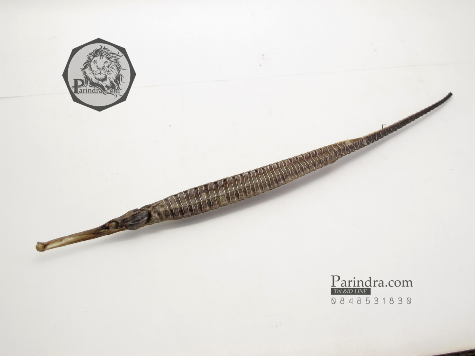 ปลาจิ้มฟันจรเข้ตากแห้งสนิท สำหรับเป็นของที่ระลึกหรือพวงกุญแจ #FPF000