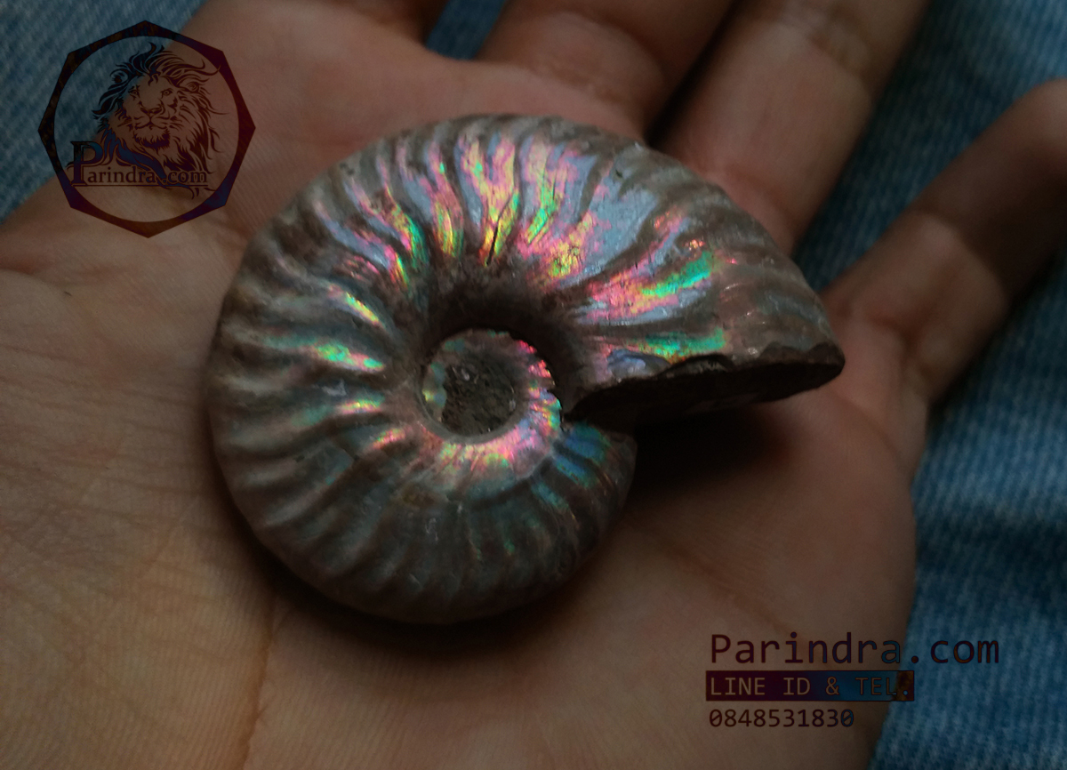 ฟอสซิล Ammonite เหลือบสีรุ้ง (Cleoniceras besairiei)ยังไม่ขัด Fossil S5 คัดสวยพิเศษ จาก Madaguscar