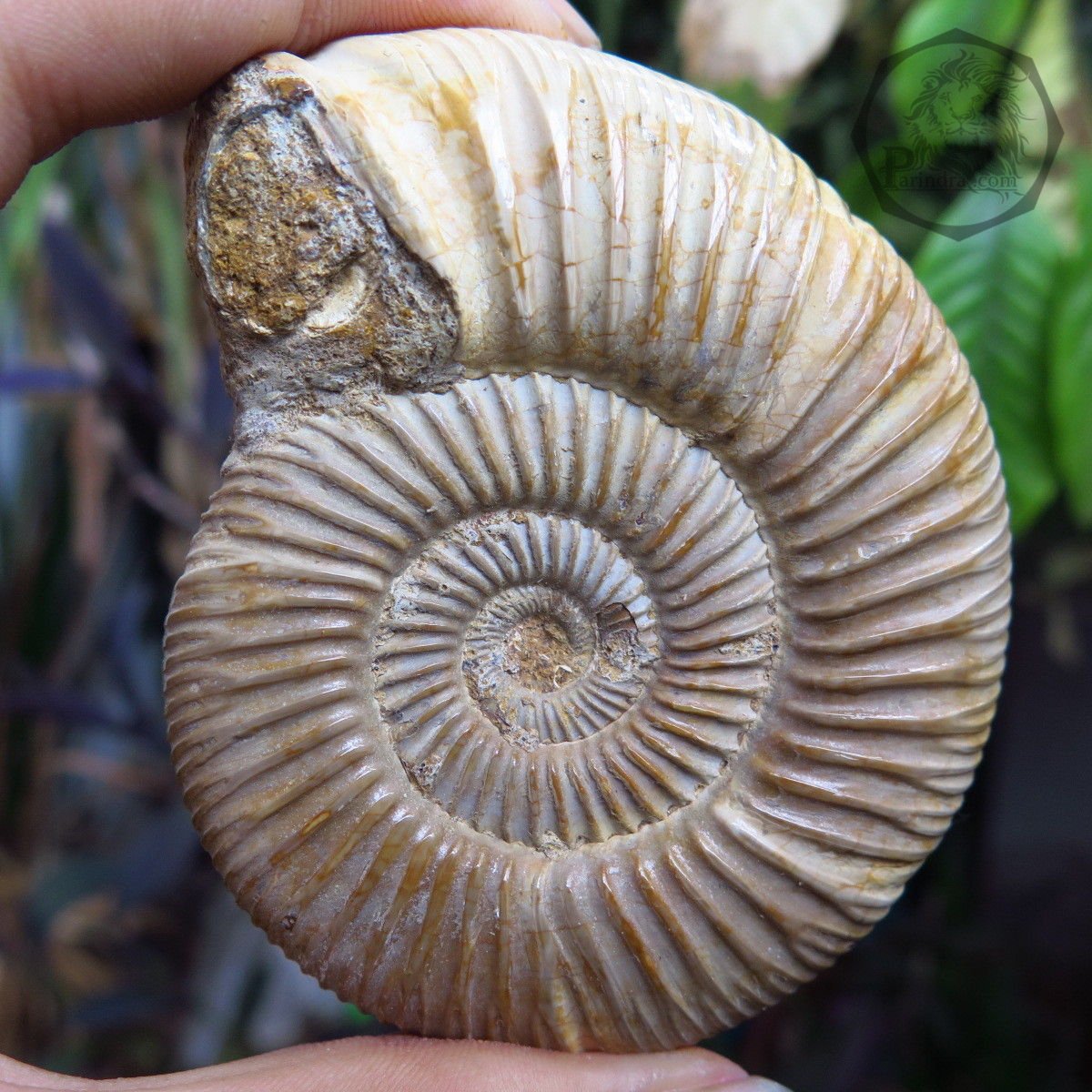 ฟอสซิลหอยแอมโมไนท์ (Perisphinctes virguloides) Fossil จากประเทศ Madagascar #AM011