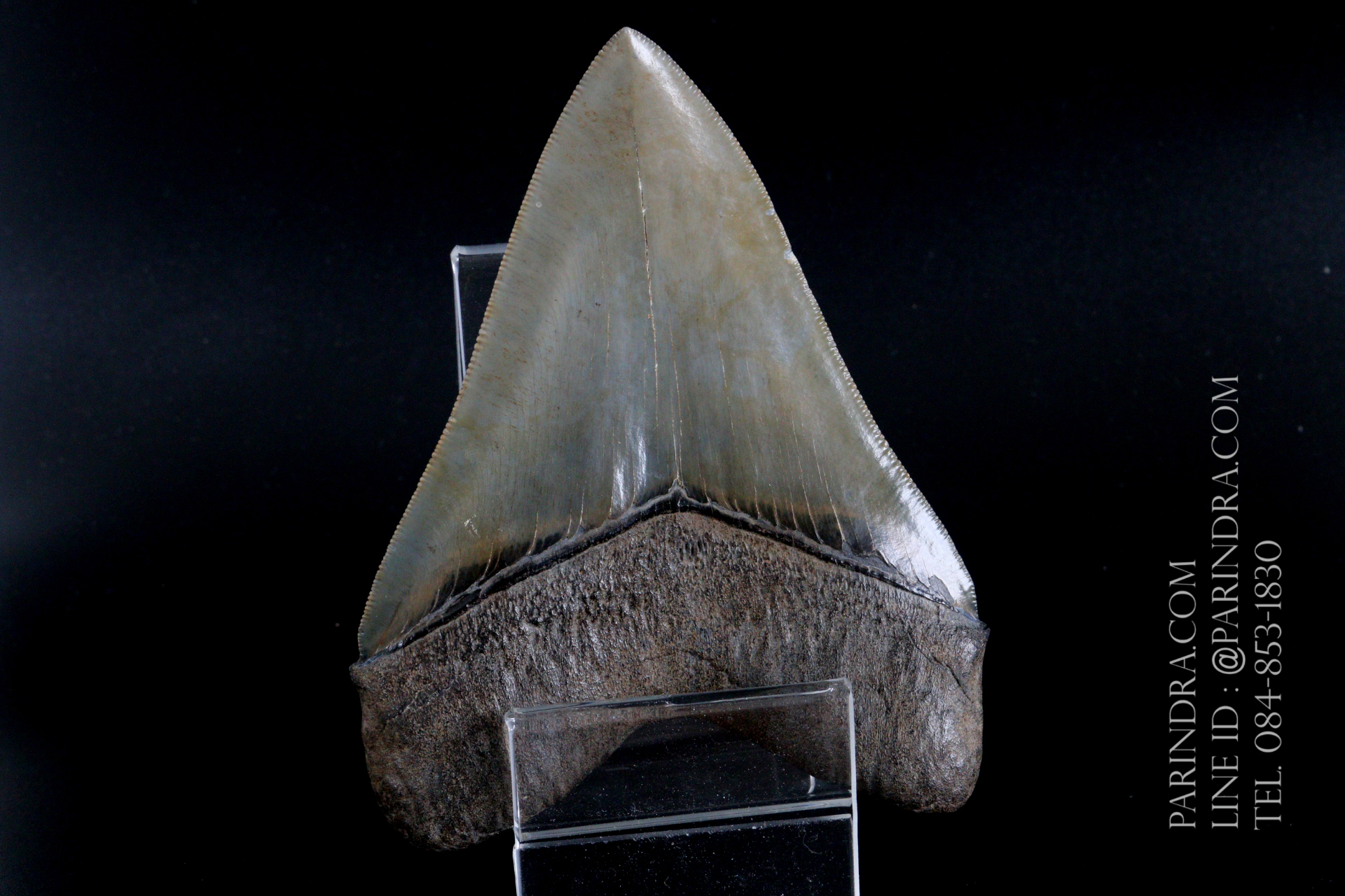 ฟันฉลามยักษ์เมกาโลดอน Megalodon 4.9" เกรด A ระดับโชว์ในพิพิธภัณฑ์ #MGT007
