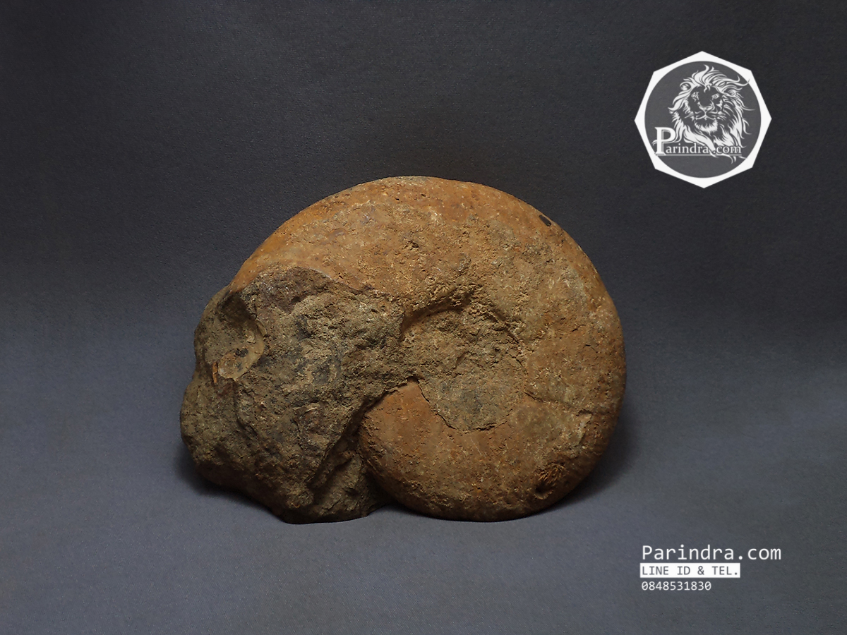 ฟอสซิลหอย Ammonite Eotetragonites rossmatteliformis (หายาก) - จาก Indonesia #AM025