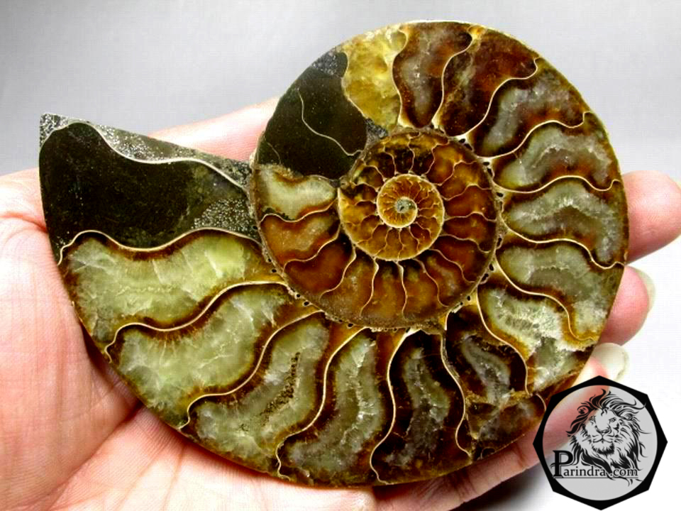 ฟอสซิลหอย Ammonite (Cleoniceras besairiei) ผ่าซีกเห็นเนื้อแร่ - จาก Madagascar #AM009