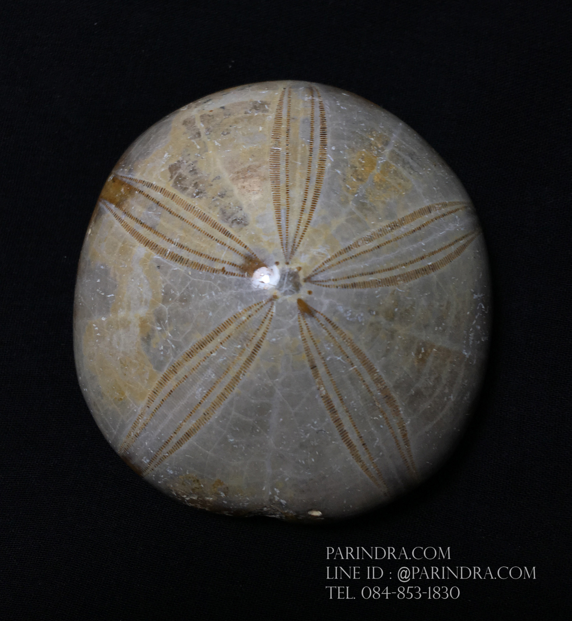 ฟอสซิล Sand Dollar FOSSIL Echinoid จาก Madagascar #SDF003