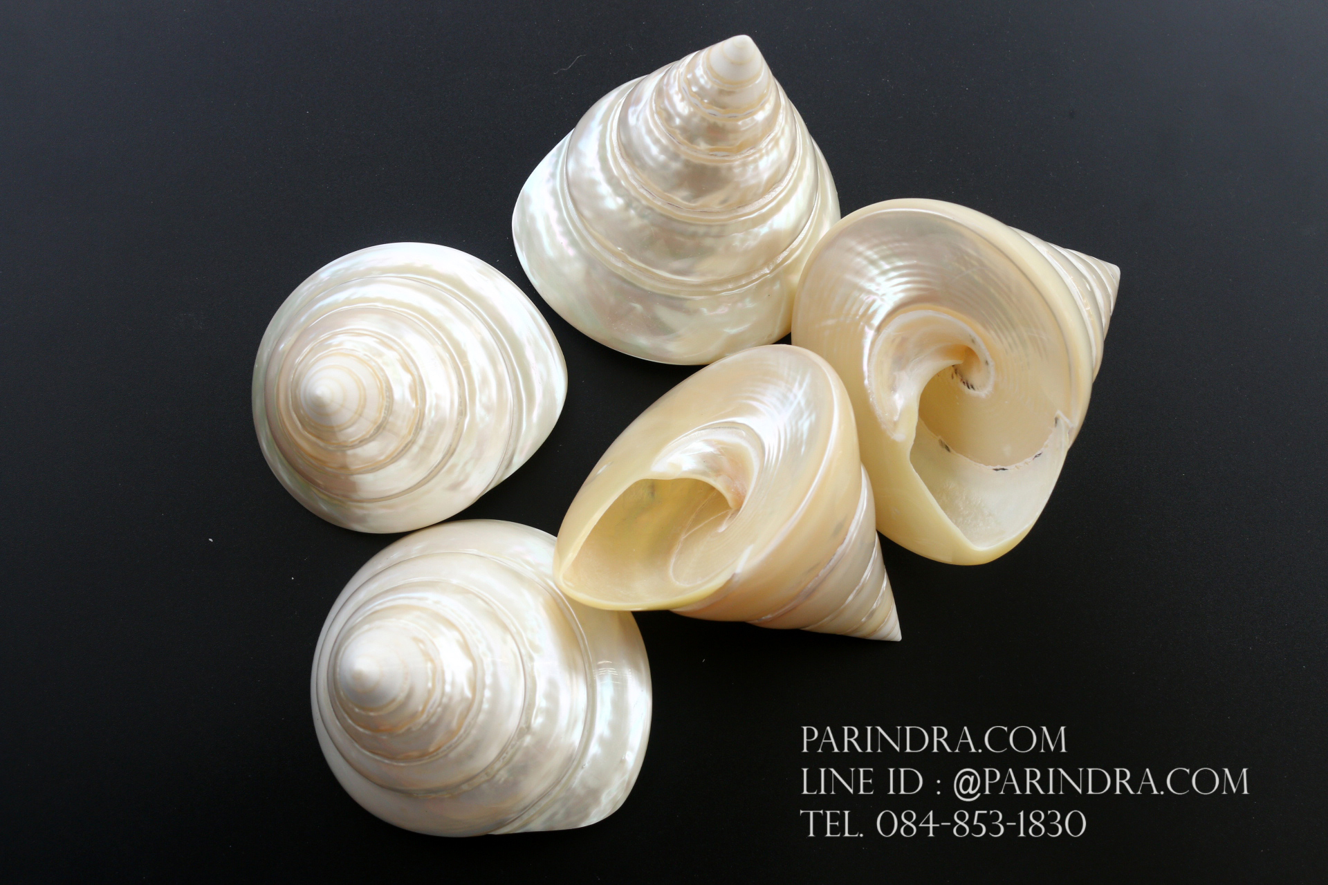 ขายเปลือกหอยนมสาว Trochus niloticus ขนาด 3.4 - 3.5 นิ้วสภาพสมบูรณ์ ผิวขัดมัน สวยงาม