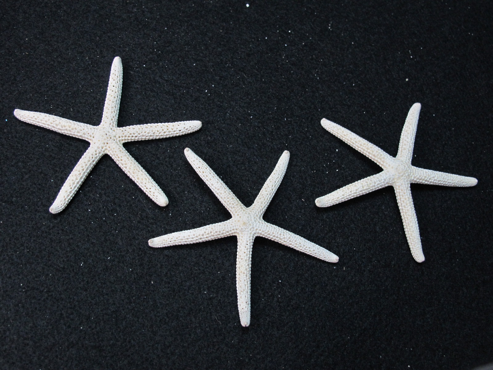 ปลาดาวขนาดเล็ก 3 นิ้ว ราคา ตัวละ 35 บาท