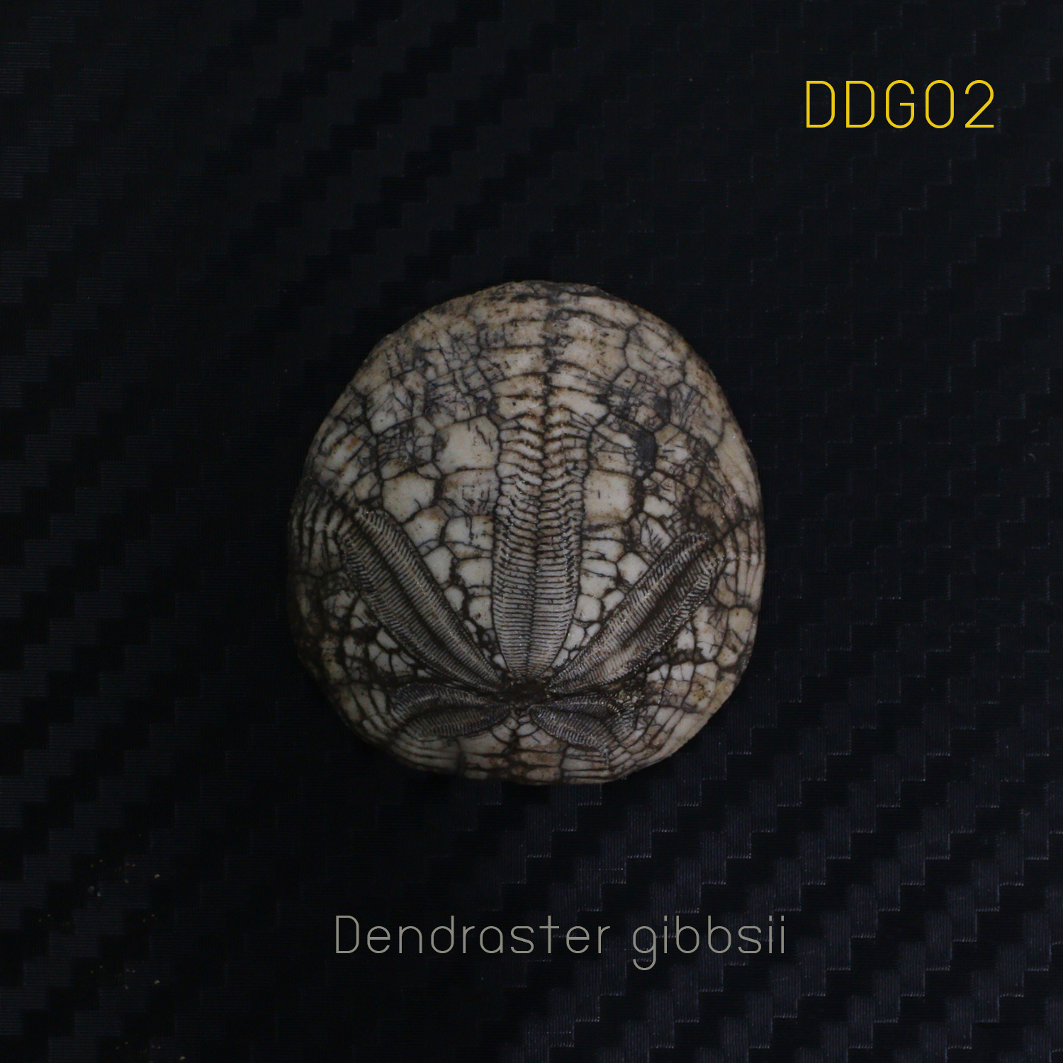 ฟอสซิลเม่นทะเล SAND DOLLAR (Dendraster gibbsii) หายาก #DDG02
