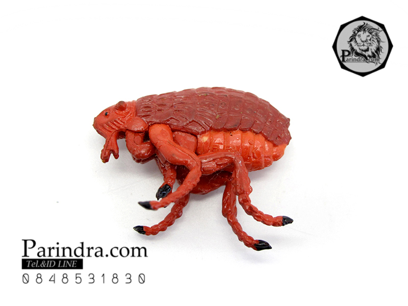 โมเดลตัวหมัดแดง