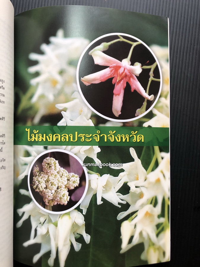 ไม้มงคลประจำจังหวัด / อนุสรณ์ พล.ต.ท.ดิเรก สงคศิริ ม.ว.ม.,ป.ช.