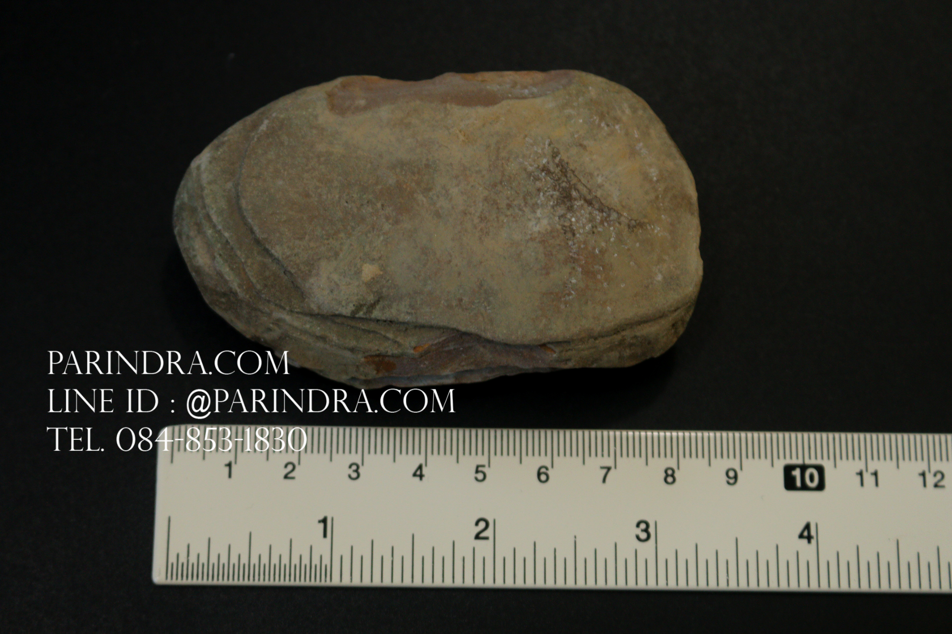 ฟอสซิลเฟิร์น ชนิด Neuropteris sp. จาก Mazon Creek, Illinois, USA #FRN002