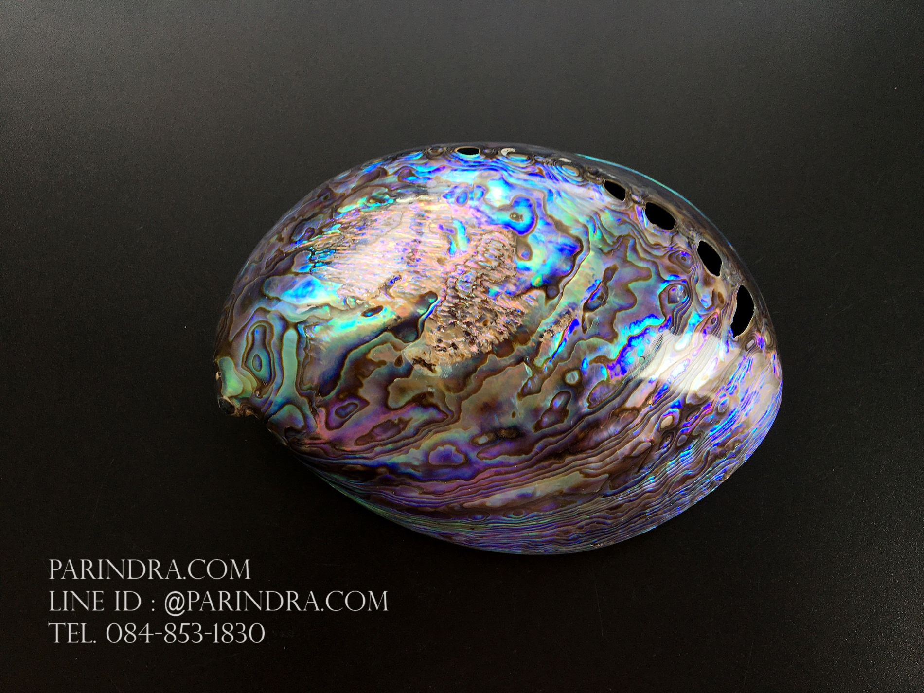 เปลือกหอยเป๋าฮื้อแท้ (Abalone) นิวซีแลนด์ ขัด สีปีกแมลงทับ #HA007