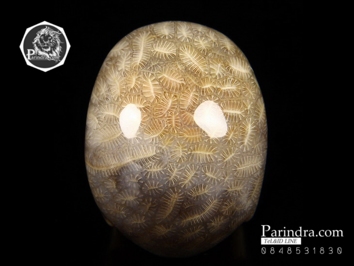 หินฟอสซิลปะการัง (Coral Fossil) แกะสลักรูปหัวกระโหลก ด้านหลังเหมือนก้อนสมอง #SKC000