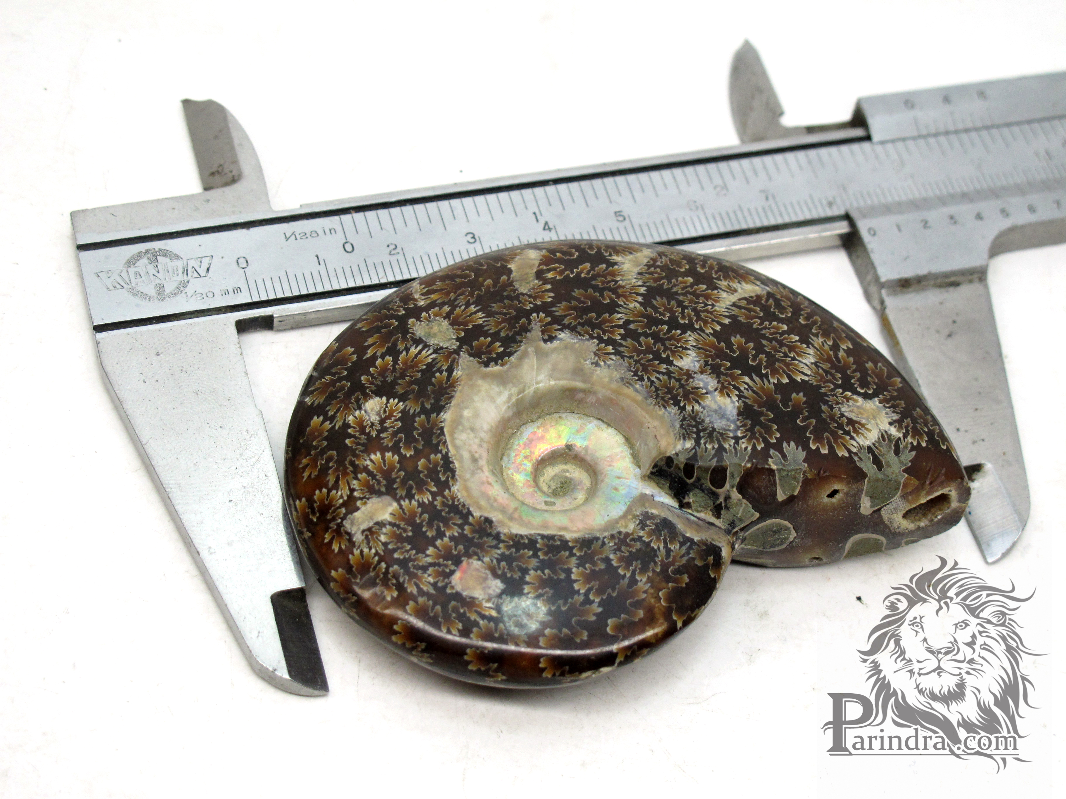 ฟอสซิล Ammonite (Cleoniceras besairiei) Fossil M4 คัดสวยพิเศษ
