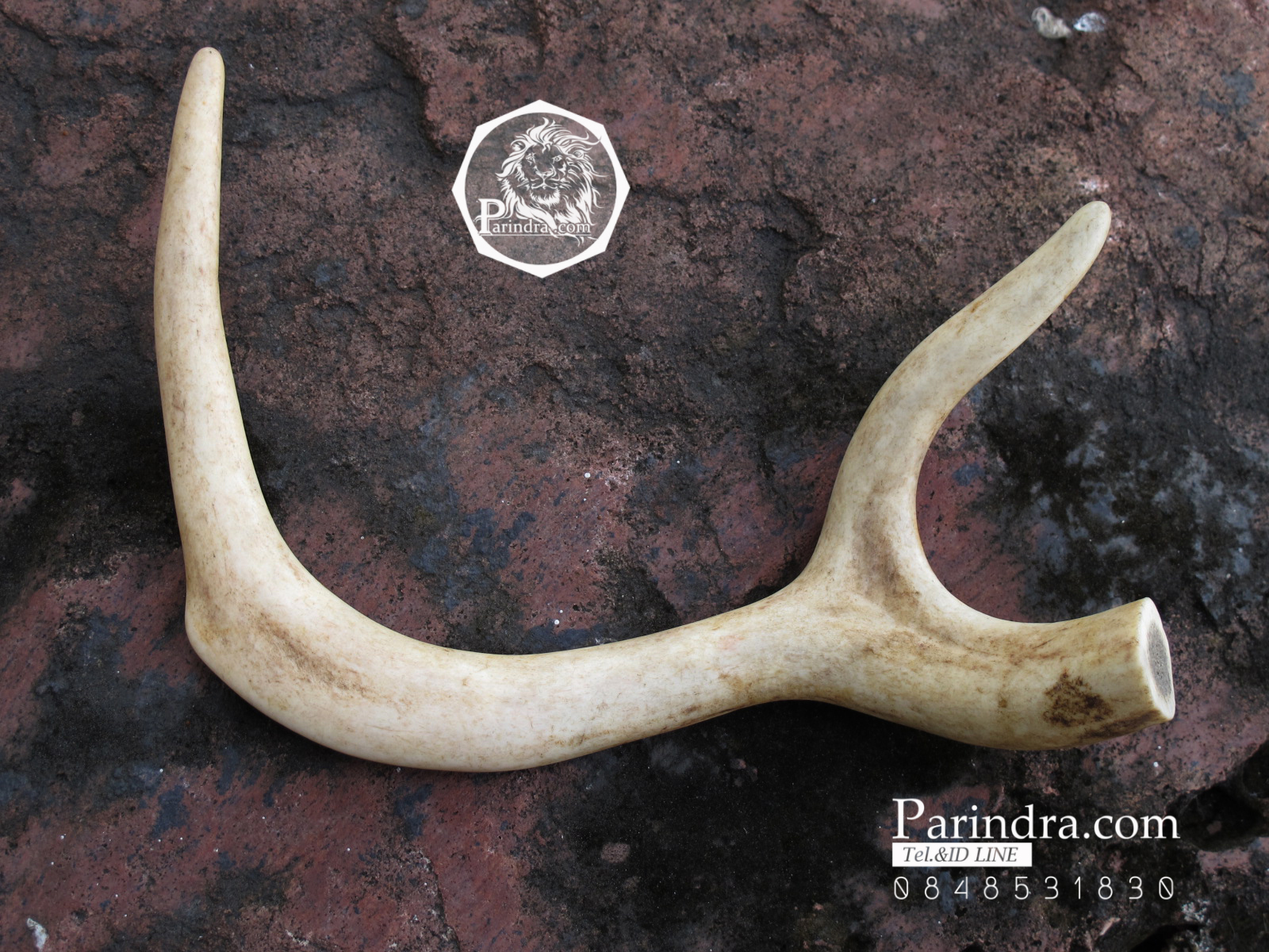 เขากวาง โค้งเว้าได้สัดส่วน หายากสภาพสมบูรณ์ ขนาด 8 นิ้ว
