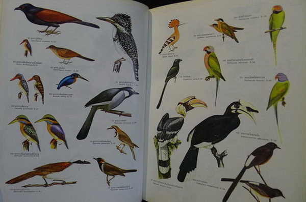 สัตว์ป่าสงวนและสัตว์ป่าคุ้มครอง *ตาม พ.ร.บ. พ.ศ.2503