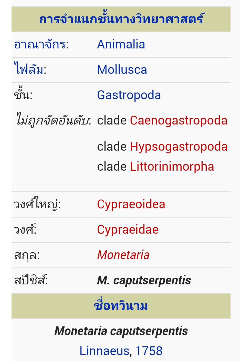 ขายเปลือกหอยเบี้ย หอยเบี้ยแก้ ขนาด 1.4 นิ้ว Monetaria caputserpentis