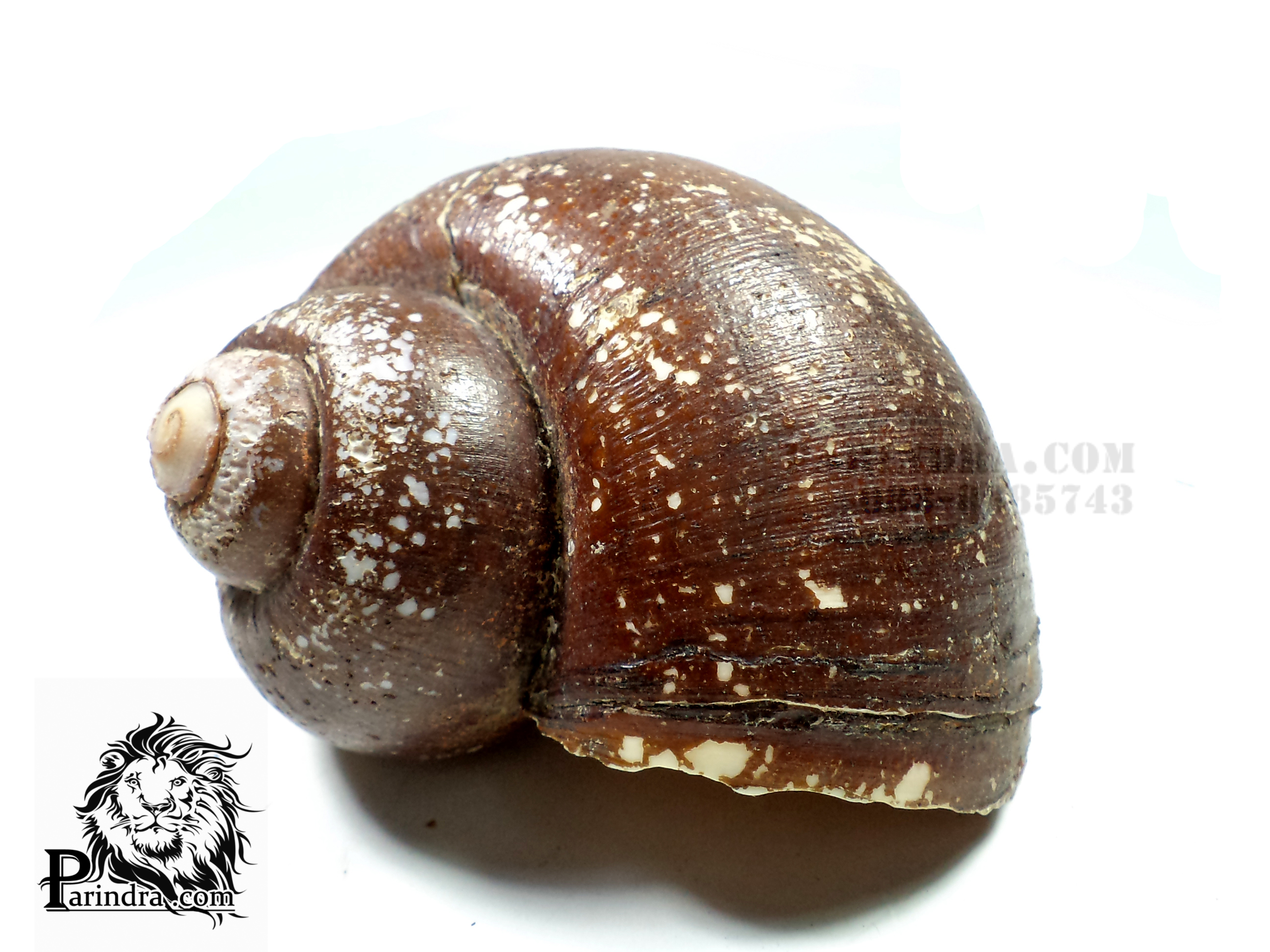 ขายเปลือกโข่งน้ำจืด