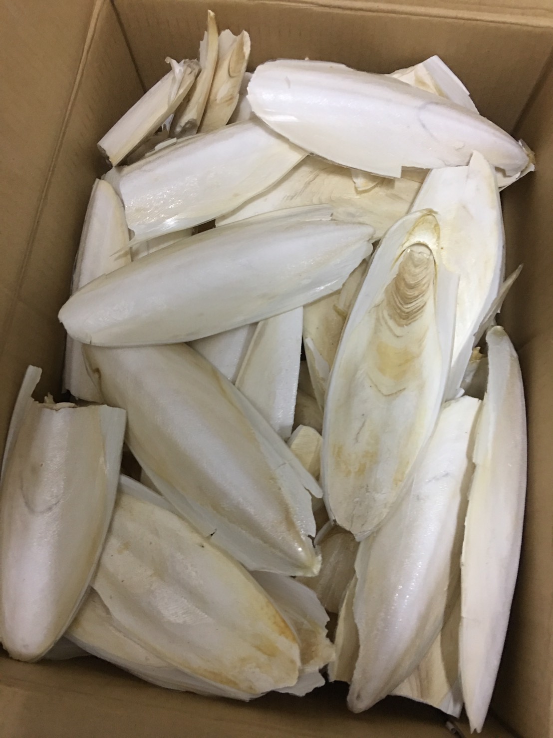 ลิ้นทะเลหรือกระดองปลาหมึก ขนาดใหญ่ 20 - 30 ชิ้น (ถุง 500 กรัม)