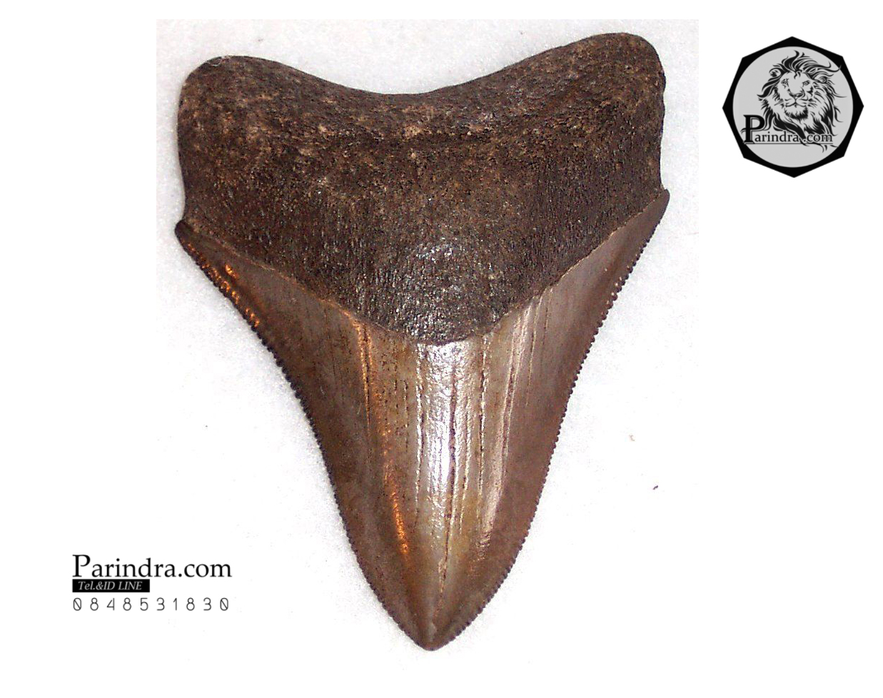 ฟันฉลามยักษ์เมกกาโลดอน Megalodon จาก South Eastern USA สีออกน้ำตาลหายาก ขนาด 2 3/4" นิ้ว #MGT005