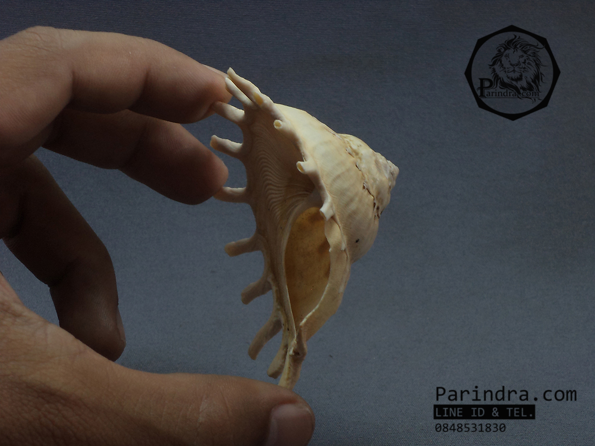 เปลือกหอยพระอาทิตย์ Stellaria Solaris หายาก ขนาด 3นิ้ว สำหรับนักสะสมเปลือกหอย