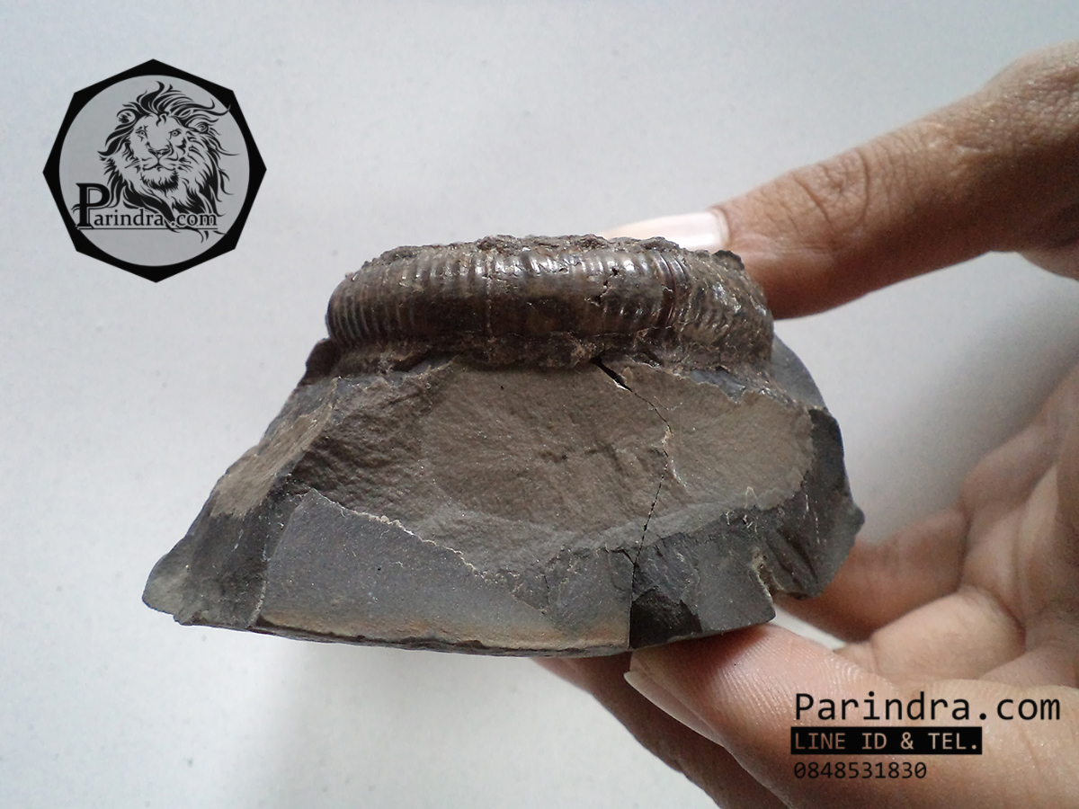 ฟอสซิลหอย Ammonite Dactylioceras commune Whitby Fossil UK #AM002