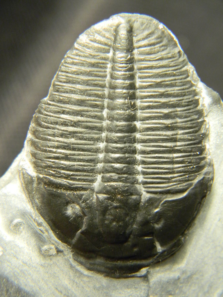 ฟอสซิล Trilobite ไทรโลไบท์ จากรัฐ Utah USA T2 #TLB003