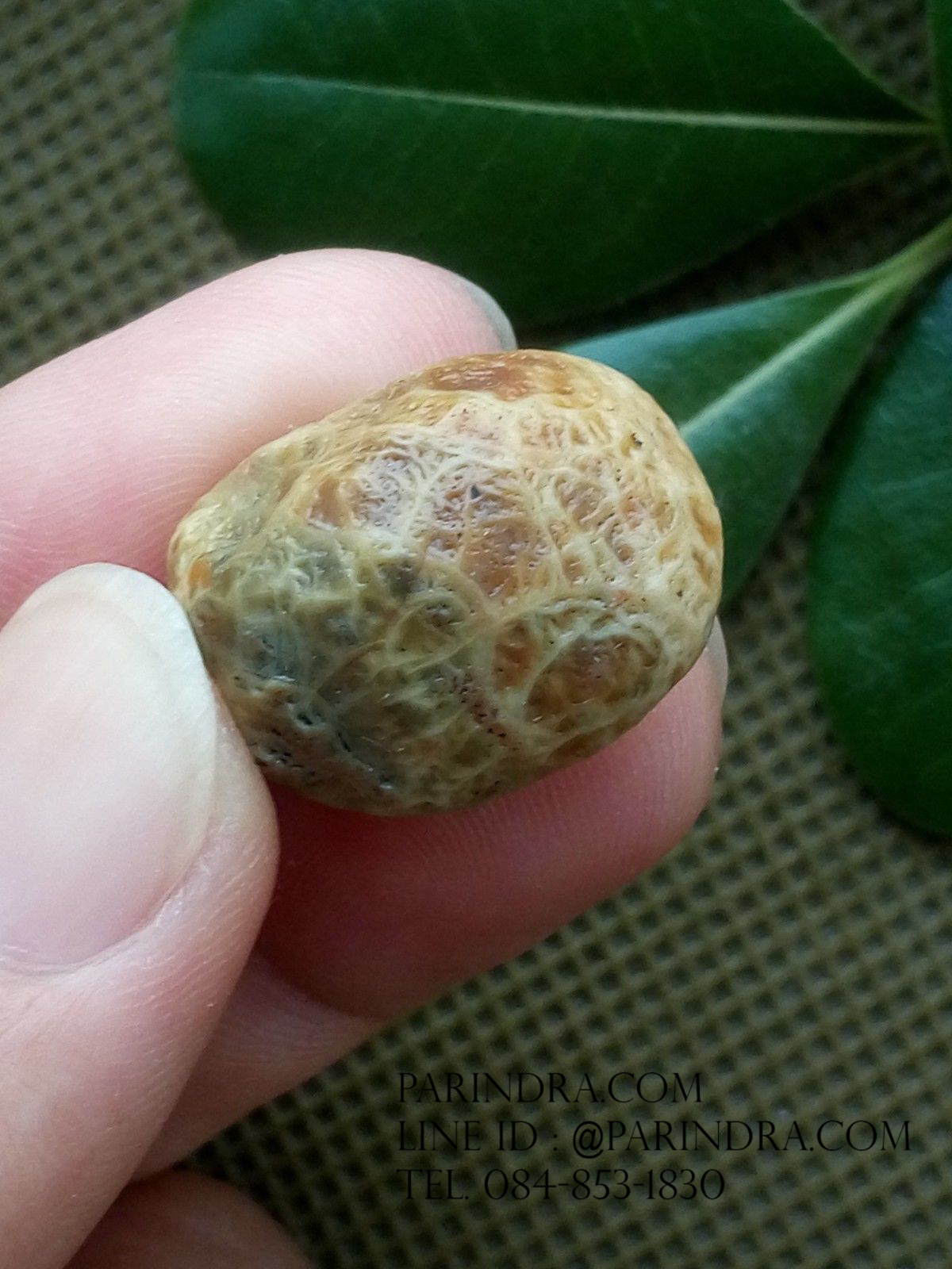 หินรูปทรงประหลาดจากทะเลทรายโกบี GOBI Fish Roe Stone #GOBI009