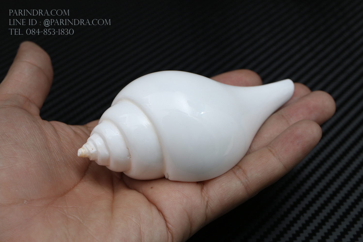 หอยสังข์อินเดียแท้ หอยสังข์เป่า หอยสังข์รดน้ำ (Turbinella pyrum) ขนาด 4 นิ้ว #TUP002