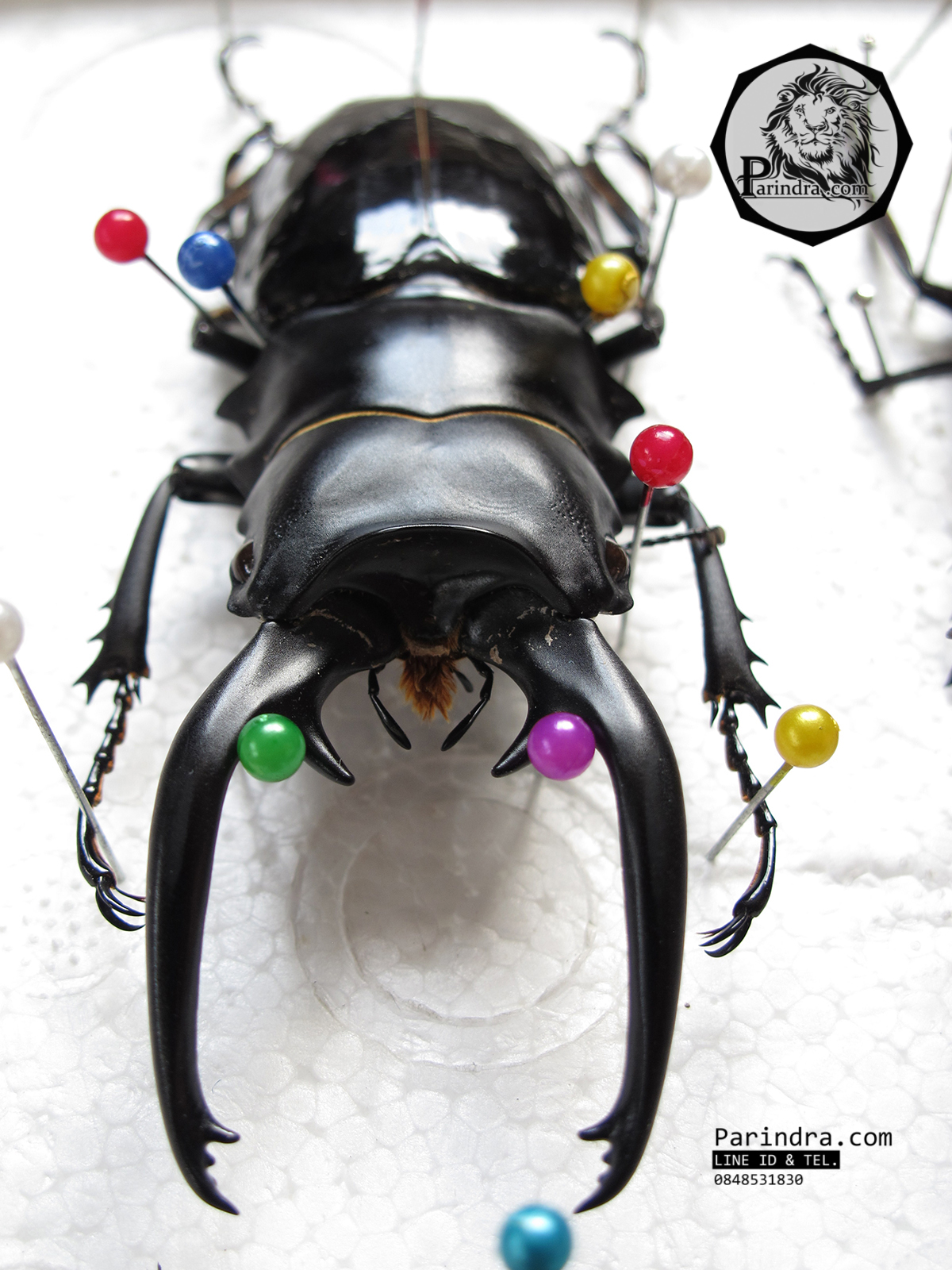 ซากด้วงคีม Odontolabis dalmani intermedia ขนาด 94 mm. จากประเทศฟิลิปปินส์