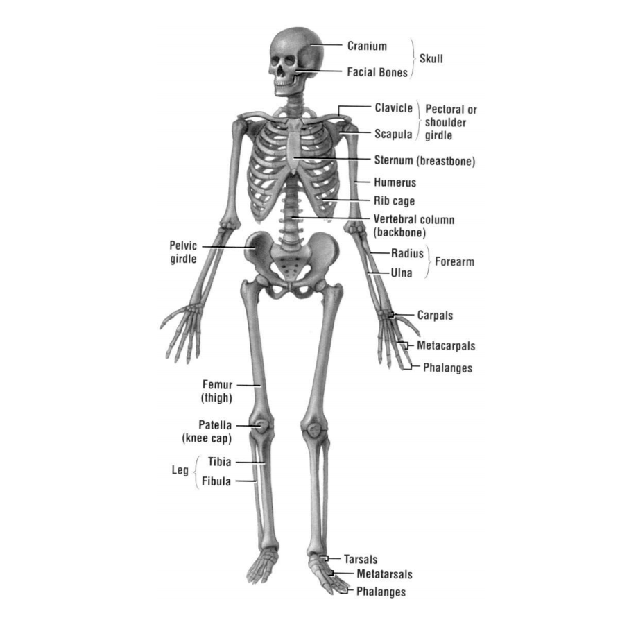 โมเดลโครงกระดูกเรืองแสง Glow in the Dark Skeleton (น้าผีเรืองแสง)