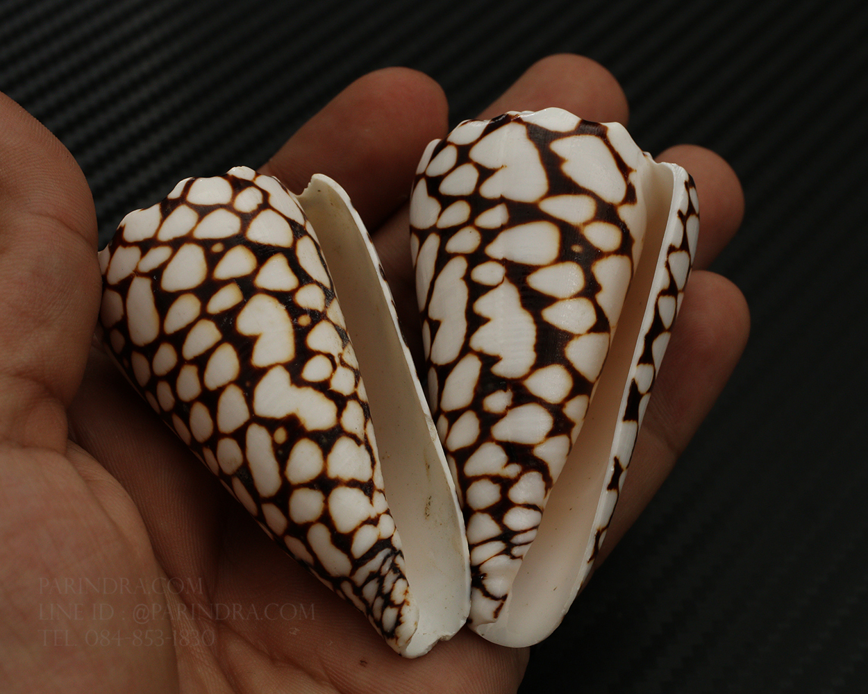 เปลือกหอยเต้าปูนลายจุด #Conus marmoreus ขนาดประมาณ 2 นิ้ว