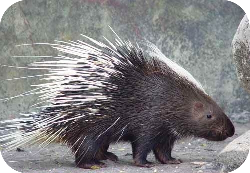 ขายขนเม่น ขนเม่นขนาด 6.5 นิ้ว อวบอ้วน HYB001