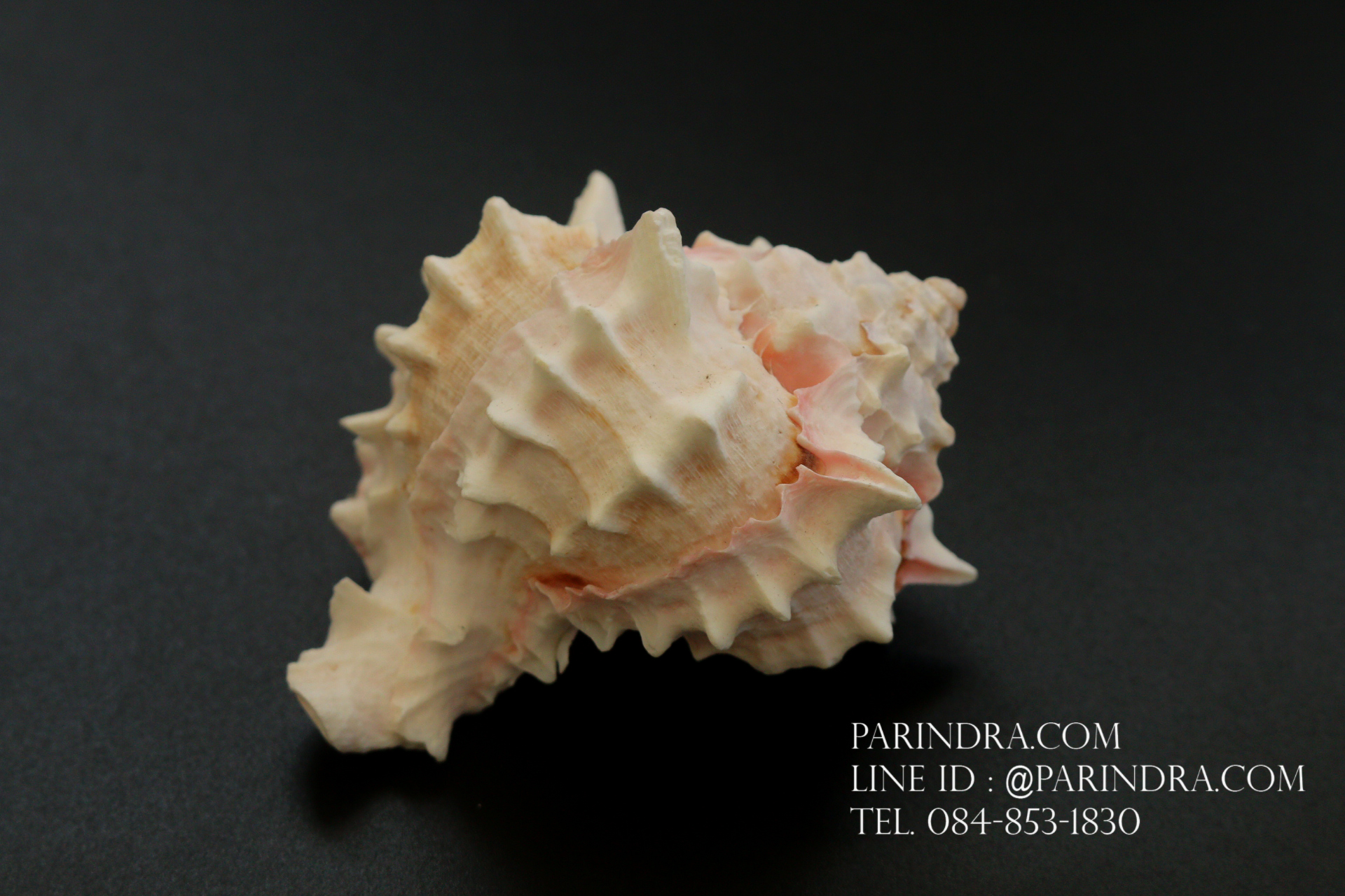 เปลือกหอยสังข์มะระชมพู สำหรับงานตกแต่ง