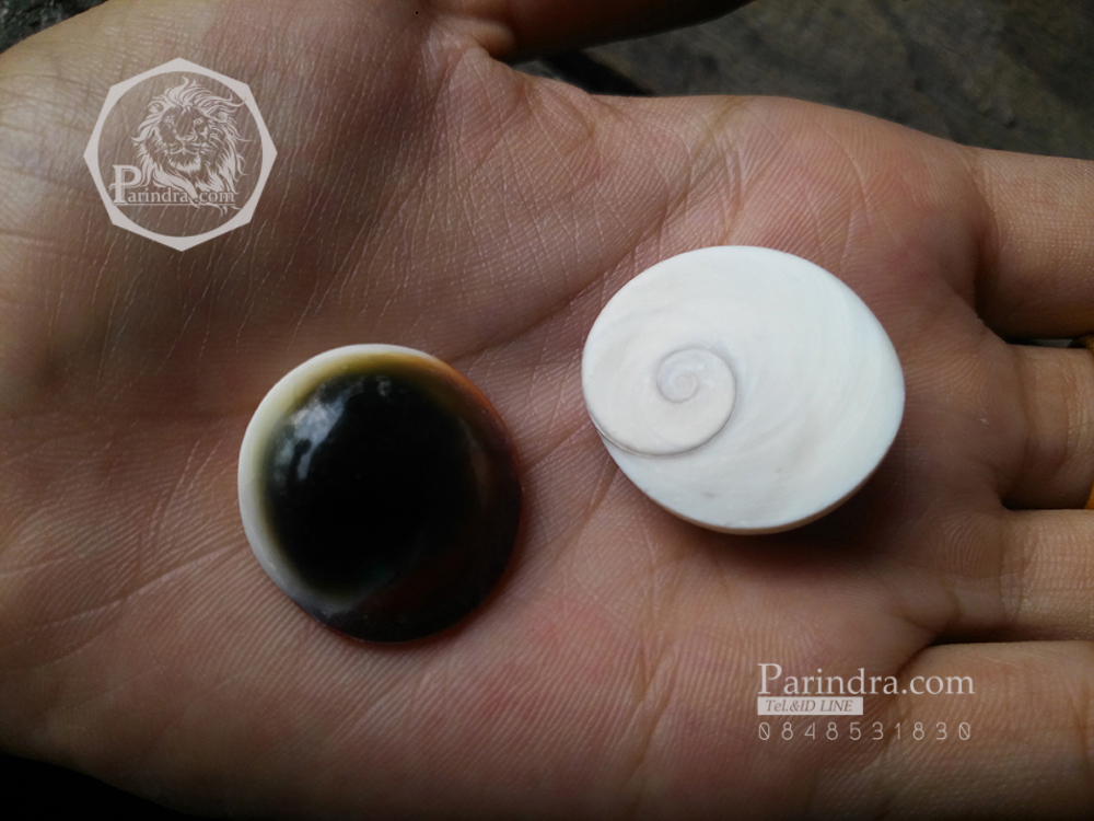 ฝาปิดหอยตาวัว (อิ่งอ้อย) ขัดขาว ขนาดเล็ก