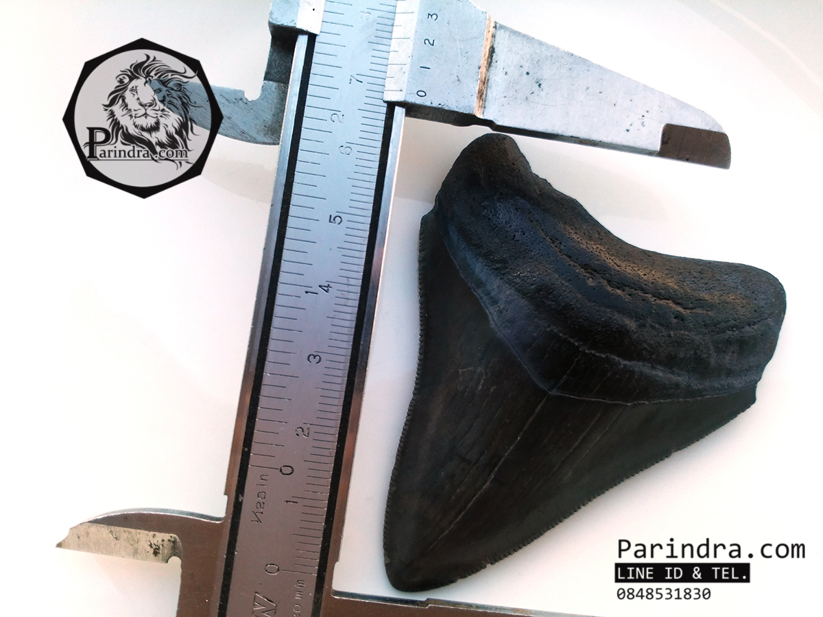 ฟันฉลามยักษ์เมกกาโลดอน Megalodon จาก South Carolina USA ขนาด 2 7/8 นิ้ว #MGT003