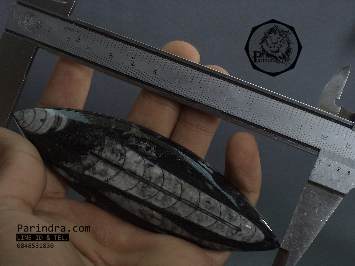 ฟอสซิล Nautiloid ออโทเซอรัส (Orthoceras sp.) - จาก Morocco #OT001