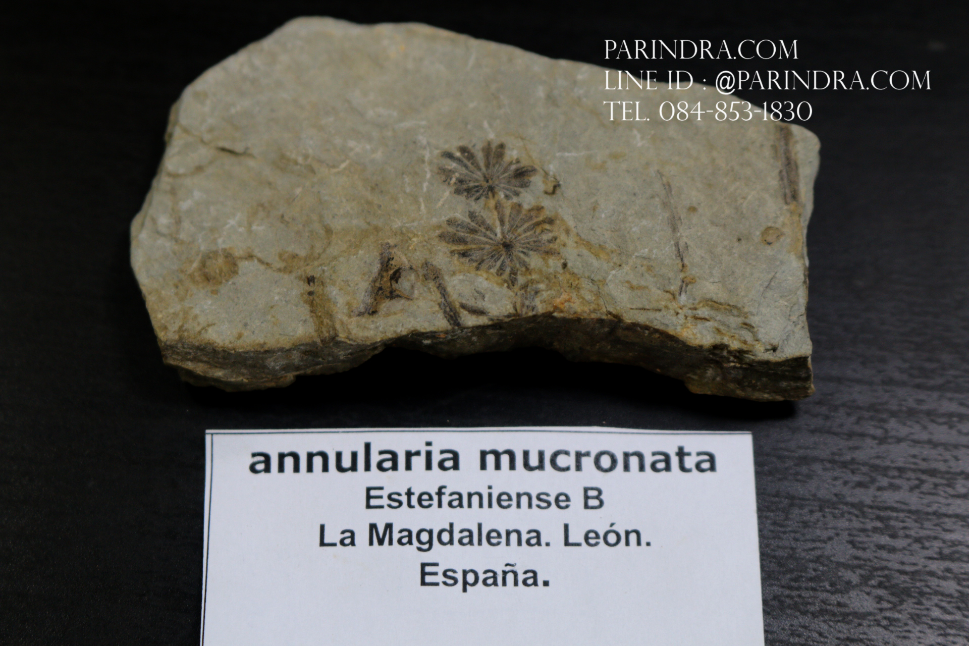 ฟอสซิลเฟิร์น ชนิด Annularia mucronata จาก SPAIN #FRN005