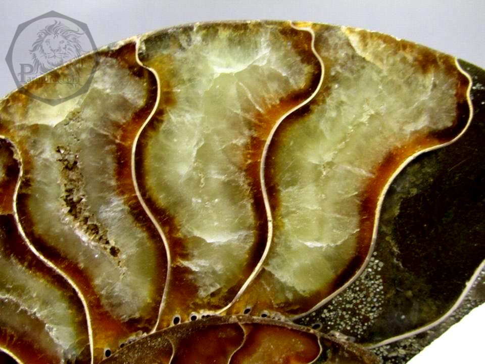 ฟอสซิลหอย Ammonite (Cleoniceras besairiei) ผ่าซีกเห็นเนื้อแร่ - จาก Madagascar #AM009