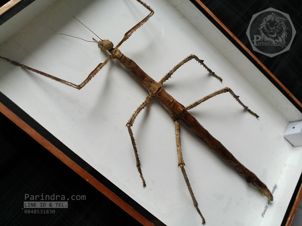 ตั๊กแตนกิ่งไม้ ( Tirachoidea westwoodi) ในกรอบไม้สีน้ำตาล สำหรับตั้งโชว์ ขนาด 8 x 12 นิ้ว