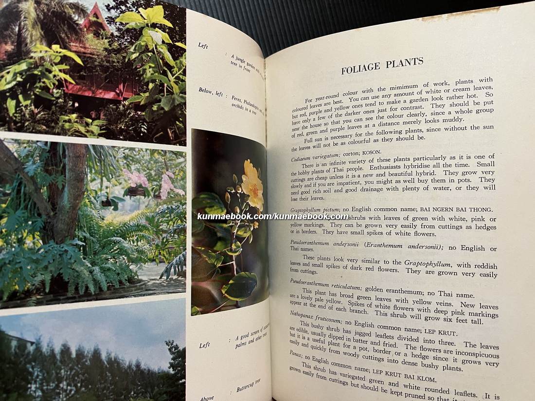 Gardening in Bangkok Paperback by Pimsai Amranand ( ม.ร.ว.ปิ่มสาย อัมระนันทน์ )