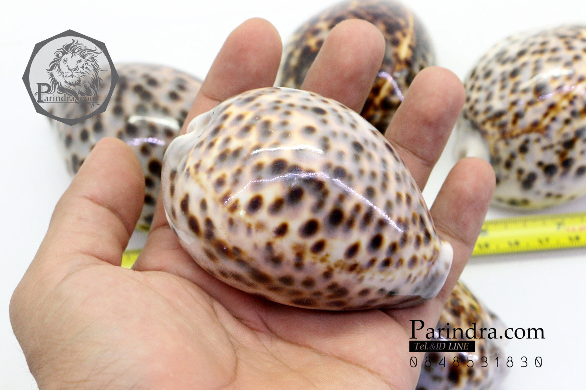 ขายเปลือกหอยเบี้ยขนาดใหญ่ หอยเบี้ยโป่งลายเสือ หอยเบี้ยลายเสือ # Cypraea tigris ขนาด 70-90 มม.