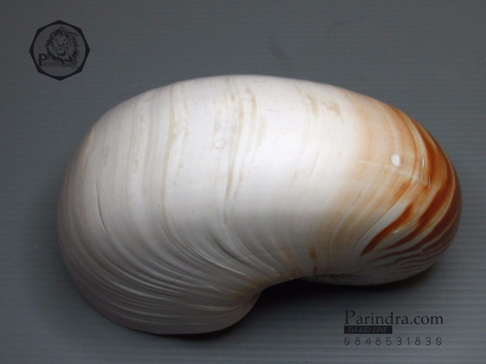 ขายเปลือกหอยงวงช้าง นอติลุส Nautilus Allonautilus scrobiculatus ขนาด 5.9 นิ้ว (หายากที่สุด)