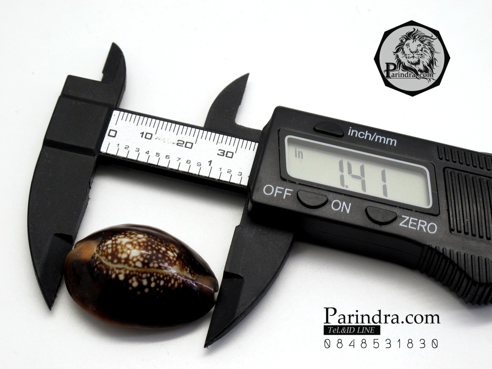 ขายเปลือกหอยเบี้ย หอยเบี้ยแก้ ขนาด 1.3 นิ้ว Monetaria caputserpentis