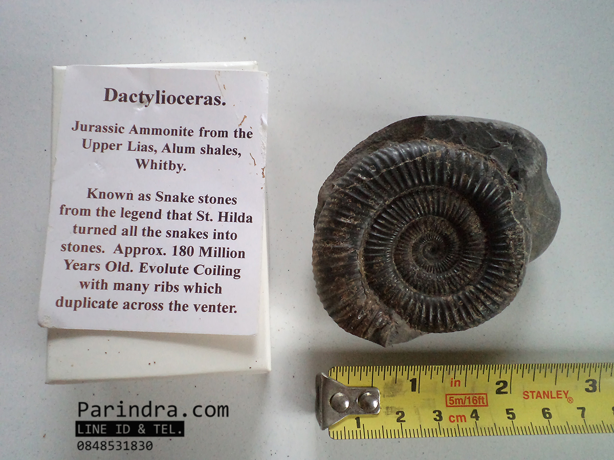 ฟอสซิลหอย Ammonite Dactylioceras commune Whitby Fossil UK #AM002