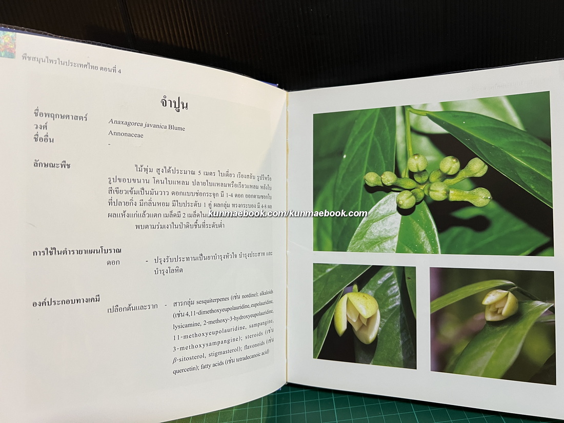 พืชสมุนไพรในประเทศไทย ตอนที่ 4