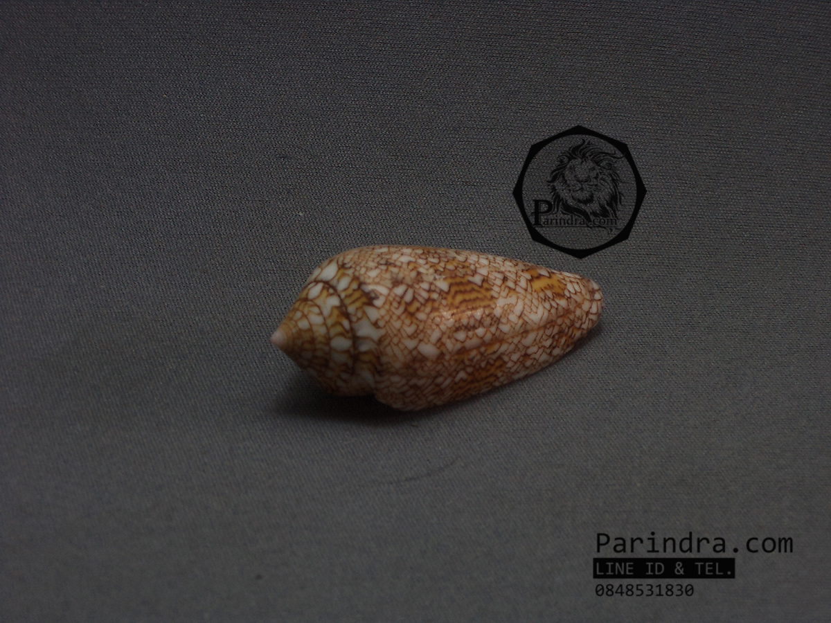 ขายเปลือกหอยเต้าปูน หอยสวยงามเพื่อการตกแต่ง สภาพสมบูรณ์