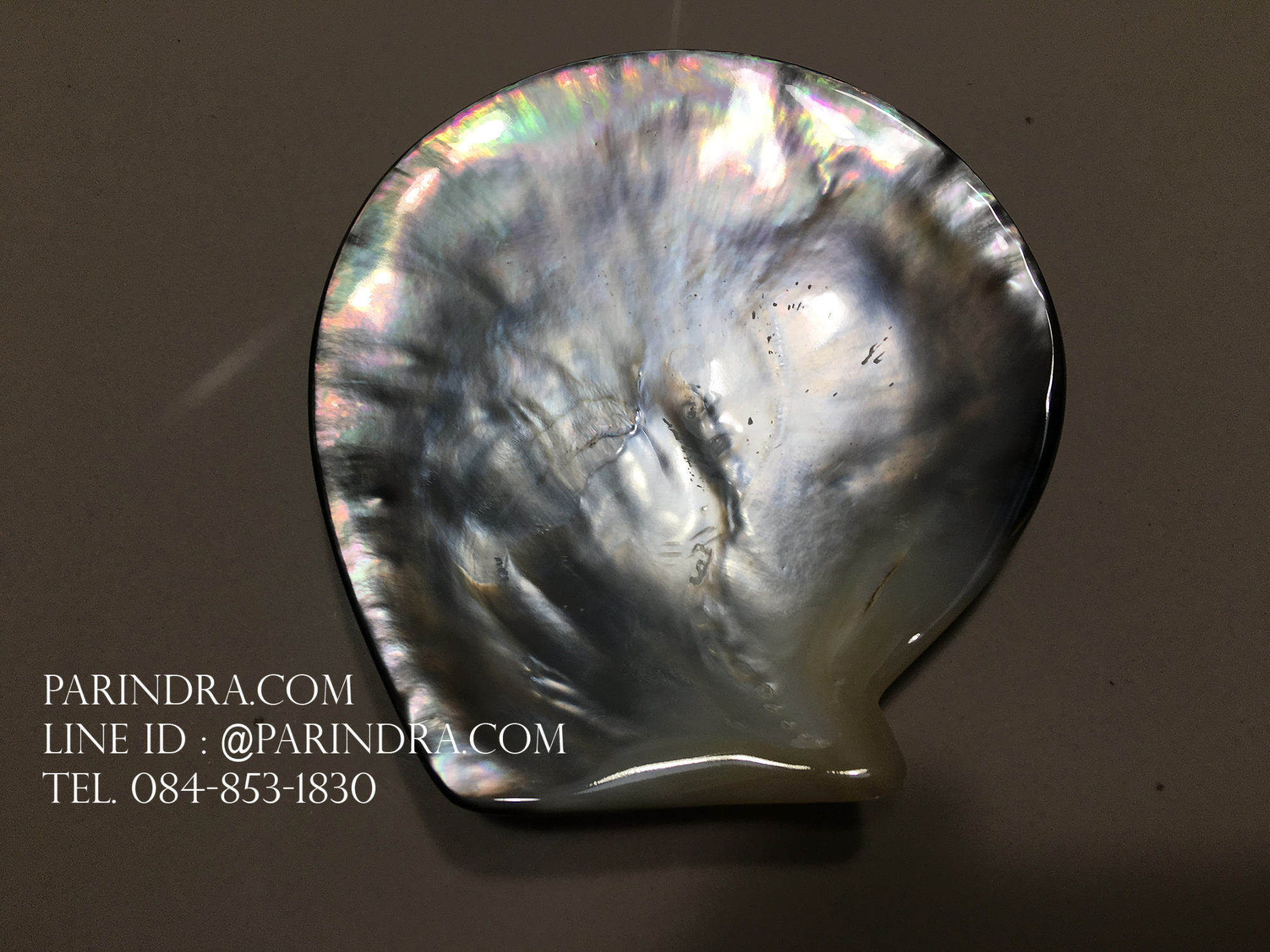 เปลือกหอยมุกจานดำ Black Pearl ขัดมันแวววาว สวยงาม