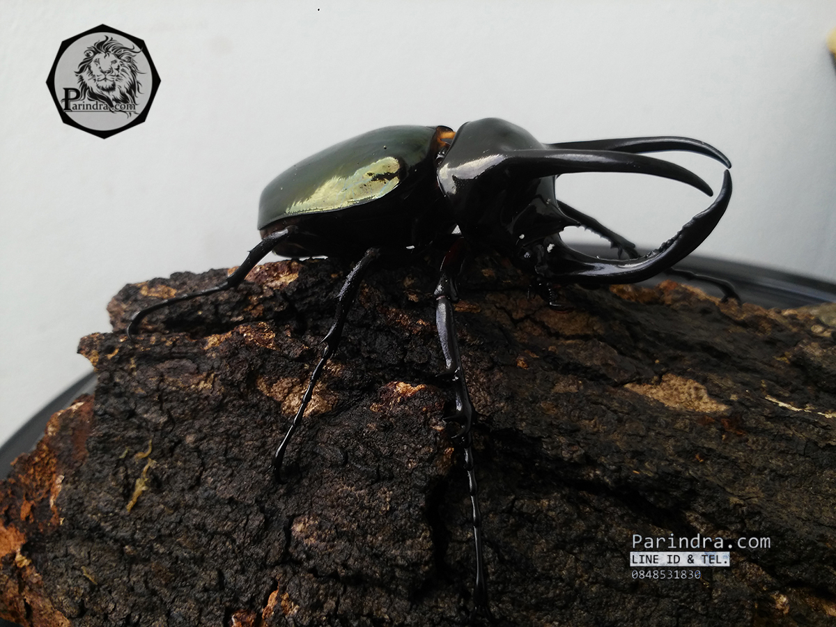 ด้วงกว่างตัวเต็มวัย Chalcosoma atlas (WD) ตัวป่าพม่าขนาด 85 mm.